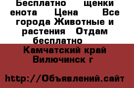 Бесплатно !!! щенки енота!! › Цена ­ 1 - Все города Животные и растения » Отдам бесплатно   . Камчатский край,Вилючинск г.